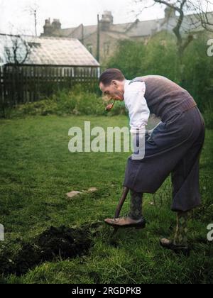 Graben nach dem Sieg in England während des Zweiten Weltkriegs - oder in diesem Fall Forking for Victory. Selbstversorgung und Anbau des eigenen Gemüses wurden gefördert. Stockfoto