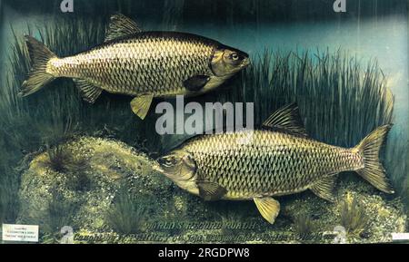 Ein Weltrekord an Kakerlaken, gefangen im Lambeth Reservoir, Surrey, England, am 6. September 1938 von W. Penney. Der obere Fisch wog 3lb 1 oz, der untere Fisch 3lb 14 oz! Stockfoto