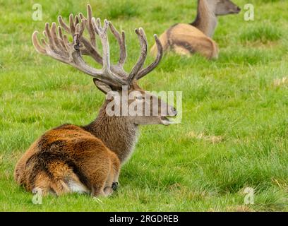 Rothirsch liegt auf einem grünen Feld mit großen Geweihen Stockfoto