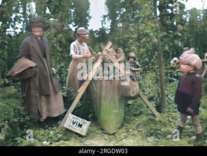 Hopp-Pflücken in Kent. Stockfoto