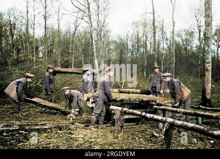 Britische Truppen arbeiten in einem neuen Freiluft-Sägewerk an der Westfront während des Ersten Weltkriegs. Sie transferieren Stämme von einer Stadtbahn. Stockfoto