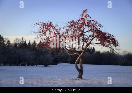Rot auf Blau. Ein einsamer Baum mit roten Früchten inmitten einer verschneiten Wiese. Frederick Heubach Park, Winnipeg, Manitoba, Kanada Stockfoto