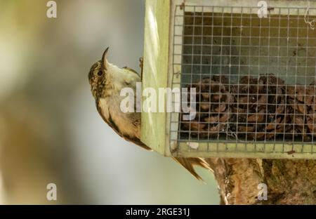 Wunderschöner kleiner brauner Waldvogel, der Baumkriecher auf dem Stamm einer Birke, der auf einen Feeder schaut Stockfoto