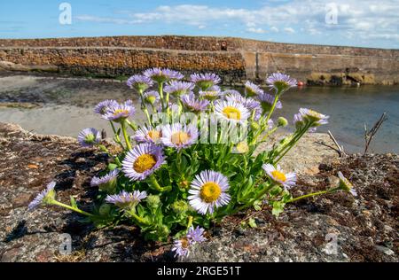 Wunderschöne große, bunte Gänseblümchen wachsen an einer Hafenmauer an der Küste Stockfoto