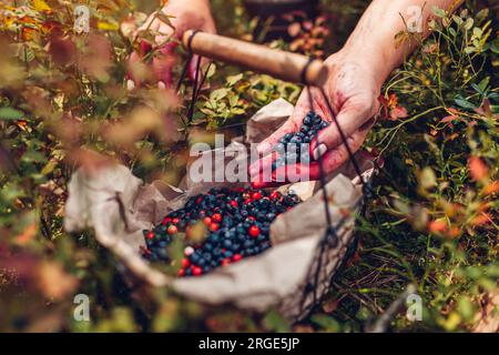 Der Bauer legt eine Handvoll Heidelbeeren in den Korb. Ernte von Weißbeeren, Heidelbeeren und Preiselbeeren im Herbstwald. Frische, gesunde Bio-Früchte. Clos Stockfoto