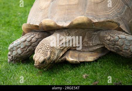 Sehr alte und riesige Schildkröte, die auf üppigem grünem Gras weidet Stockfoto