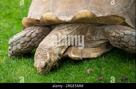 Sehr alte und riesige Schildkröte, die auf üppigem grünem Gras weidet Stockfoto