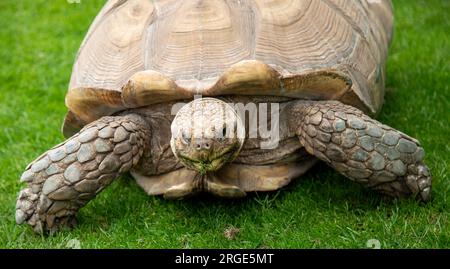 Sehr alte und riesige Schildkröte, die auf üppigem grünem Gras weidet Stockfoto