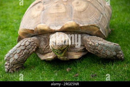 Sehr alte und riesige Schildkröte, die auf üppigem grünem Gras weidet Stockfoto