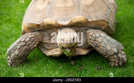 Sehr alte und riesige Schildkröte, die auf üppigem grünem Gras weidet Stockfoto