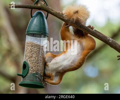 Lustiges kleines schottisches Rotes Eichhörnchen überfällt einen Sonnenblumen-Herz-Vogelfutterplatz, der an einem Baum im Wald hängt Stockfoto