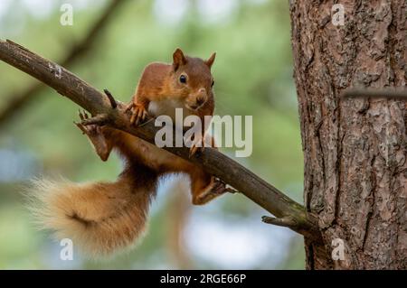 Sehr lustiges kleines schottisches Rotes Eichhörnchen, das versucht, auf dem Zweig eines Baumes im Wald auszubalancieren Stockfoto