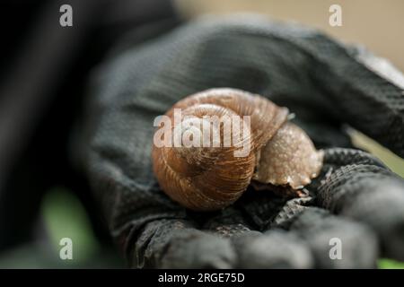 Traubenschnecke in schwarzer Hand. Schnecken und Schnecken. Schädlinge und Insekten Stockfoto