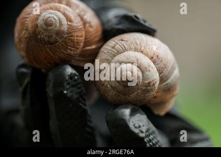 Traubenschnecke. Zwei Traubenschnecken in schwarzer Hand in einem Sommergarten. Schnecken und Schnecken. Insekten im Garten. Stockfoto