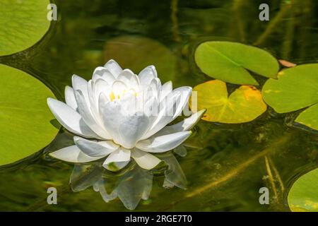 Wasserlilien, Familie Nymphaeaceae, ist eine blühende Süßwasserpflanze, die in tropischen und gemäßigten Klimazonen zu finden ist. Stockfoto