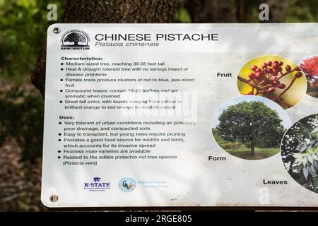 Das Identifikationsschild mit Angaben zum chinesischen Pistachenbaum, Pistacia chinensis. Kansas, USA. Stockfoto