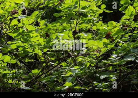 Duftsumac, Rhus aromatica, ein aromatischer Strauß, der in Wichita, Kansas, USA, angebaut wird. Stockfoto