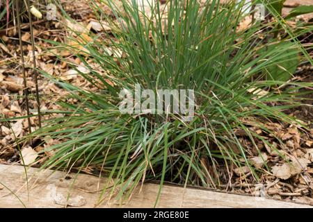 Standing Ovation Little Bluestem, Schizachyrium Scoparium, Präriegras, eine aufrechte, in den USA heimische Pflanze, die oft auf Präriegras weidet Stockfoto