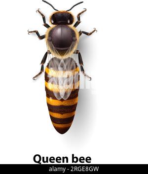 Realistische Bienenkönigin Mutter. Detaillierte Illustration einer Bienenkönigin auf weißem Hintergrund. Makroinsekten, Konzept der Lebensmittelindustrie oder Bienenzucht Stock Vektor