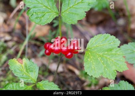 Rubus saxatilis, steinbramble rote Beeren, Nahaufnahme selektiver Fokus Stockfoto