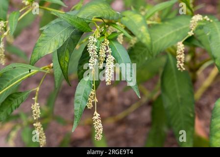 Persicaria maculosa, Damendaumen, kleine Blumen, die selektiv fokussieren Stockfoto