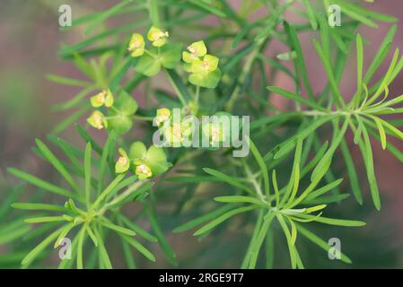 Die Zypressenblüten, die Zypressenspurgen, die grünlichen Blüten, vertuschen den selektiven Fokus Stockfoto