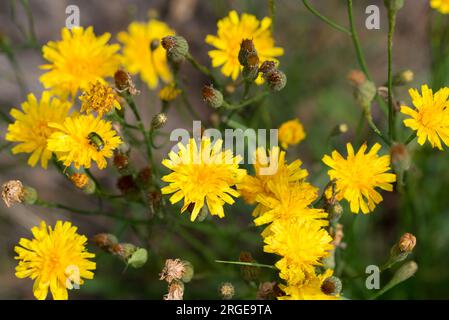 Crepis Biennis, roher Habichtsbart, gelbe Sommerblumen, die selektive Fokussierung Stockfoto