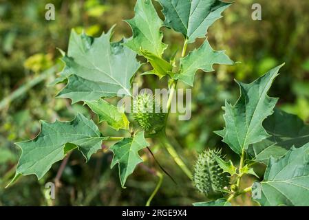 Datura stramonium, Dornapfelfrucht, selektiver Fokus Stockfoto