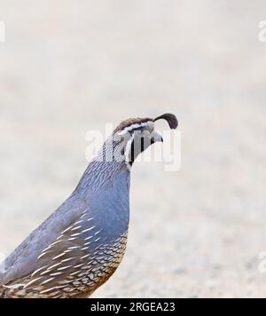 California Quail Männliches Porträt Stockfoto