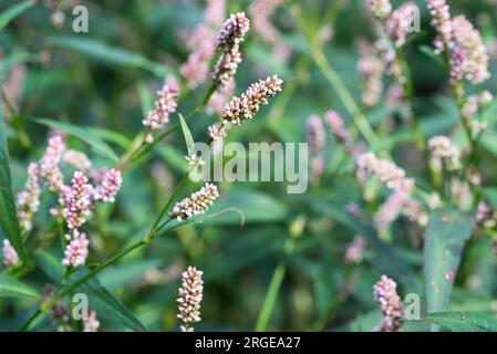 Persicaria maculosa, Damendaumen, kleine Blumen, die selektiv fokussieren Stockfoto