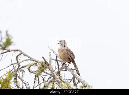 Kalifornien Thrasher Singen Stockfoto