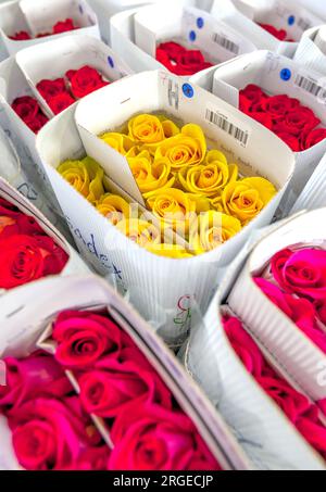 Rosen auf der Hacienda La Compania Rose Plantation in Cayambe, Ecuador, verpackt in Kartonbehältern, bereit für den weltweiten Export. Stockfoto