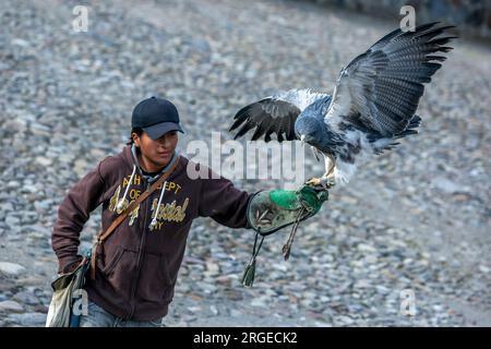 Ein Schwarzkehliger Bussardler landet auf der Hand eines Vogelhändlers im Condor Park in Otavalo in Ecuador. Stockfoto