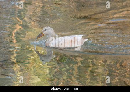 Weibliche sächsische Ente, die im Frühling in einem Fluss schwimmt Stockfoto