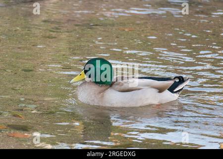 Weibliche sächsische Ente, die im Frühling in einem Fluss schwimmt Stockfoto