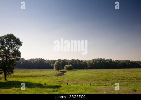 Das Panorama der Obedska Bara in Serbien in Kupinovo. Obedska bara ist ein großes Sumpfwaldgebiet und ein Naturschutzgebiet, das sich entlang des Sparens erstreckt Stockfoto