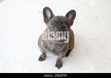 Porträt eines süßen grauen französischen Bulldogs isoliert auf weißem Hintergrund. Hund, der auf die Kamera schaut Stockfoto