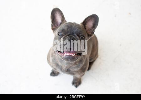 Porträt eines süßen grauen französischen Bulldogs isoliert auf weißem Hintergrund. Hund, der auf die Kamera schaut Stockfoto