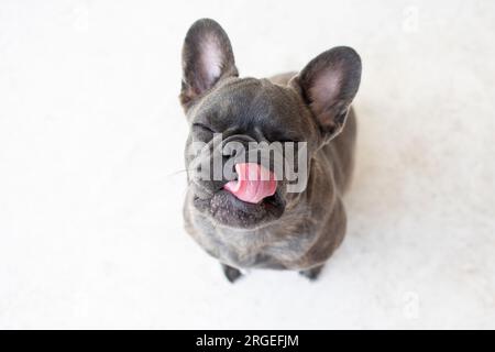 Porträt eines süßen grauen französischen Bulldogs isoliert auf weißem Hintergrund. Hund, der auf die Kamera schaut Stockfoto