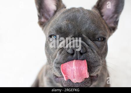 Komisches französisches Bulldoggen-Porträt mit herausragender Zunge. Hunde lecken. Lustiges Hundegesicht, isoliert auf weißem Hintergrund Stockfoto