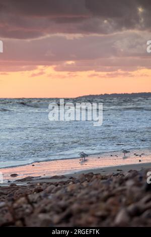 Ein kleiner Vogel auf der Suche nach Essen an einem felsigen Strand bei Sonnenuntergang Stockfoto