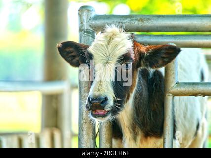 Nahaufnahme des Gesichts einer Jungkuh auf einer Farm, Porträt einer Jungkuh mit Platz zum Kopieren, natürliches Tageslicht. Stockfoto