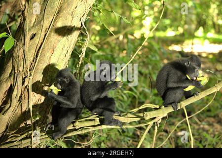 Junge Kammmakaken (Macaca nigra) essen Früchte, während sie auf einem Ast im Wald von Tangkoko in North Sulawesi, Indonesien, sitzen. Ein kürzlich erschienener Bericht eines Wissenschaftlerteams unter der Leitung von Marine Joly ergab, dass die Temperatur im Wald von Tangkoko steigt und die Obstreichweite insgesamt abnimmt. „Zwischen 2012 und 2020 stiegen die Temperaturen im Wald um bis zu 0,2 Grad Celsius pro Jahr an, und der Obstreichtum ging insgesamt um 1 Prozent pro Jahr zurück“, schrieben sie im Juli 2023 im International Journal of Primatology. Klimawandel und Krankheiten stellen neue Bedrohungen für Primaten dar. Stockfoto