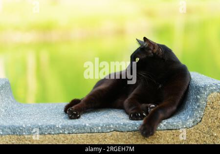 Porträt der schwarzen Thai-Katze Entspannen Sie sich auf einem Steinstuhl in einem Park, verschwommener Hintergrund des Teichparks, freier Platz für Kopien, Tageslicht Bild, ganzer Körper aus schwarzem C. Stockfoto