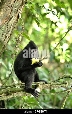 Ein junger Makak (Macaca nigra) isst Früchte, da er auf einem Ast im Tangkoko-Wald in Nord-Sulawesi, Indonesien, sitzt. Ein kürzlich erschienener Bericht eines Wissenschaftlerteams unter der Leitung von Marine Joly ergab, dass die Temperatur im Wald von Tangkoko steigt und die Obstreichweite insgesamt abnimmt. „Zwischen 2012 und 2020 stiegen die Temperaturen im Wald um bis zu 0,2 Grad Celsius pro Jahr an, und der Gesamtfruchtanteil sank um 1 Prozent pro Jahr“, schrieben sie im Juli 2023 im International Journal of Primatology (Zugriff über Springer). Klimawandel und Krankheiten stellen neue Bedrohungen dar Stockfoto