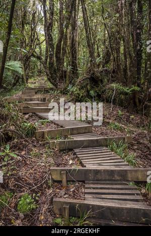 Pouakai-Strecke durch den einheimischen Wald, Mt. Taranaki, Neuseeland. Stockfoto