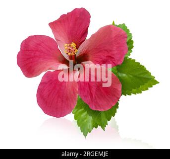 Hibiskusblüte isoliert auf weißem Hintergrund Stockfoto