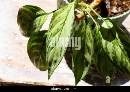 Aglaonema Maria Christina Hauspflanze Blätter Stockfoto