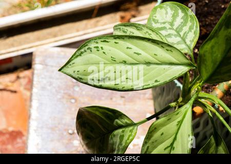 Aglaonema Maria Christina Hauspflanze Blätter Stockfoto