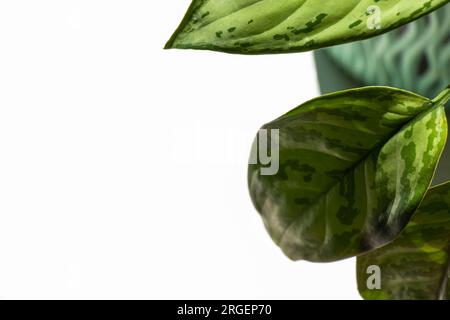 Aglaonema Maria Christina Hauspflanze Blätter Stockfoto